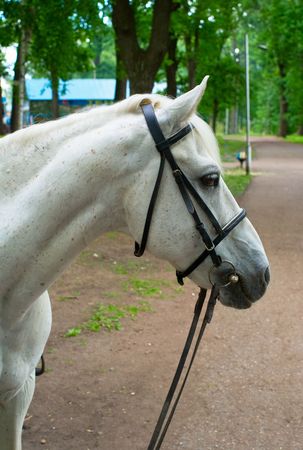Portrait of a white horse against a summer landscapeの写真素材