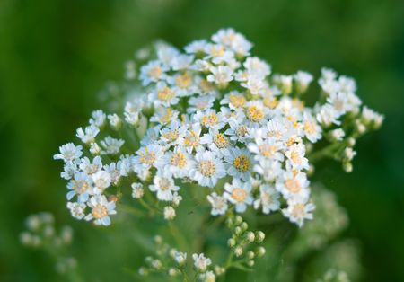 Beautiful white flowers. A background. Shallow DOF.