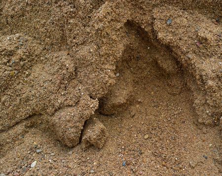 The sand background. Natural yellow abstract with waveの写真素材