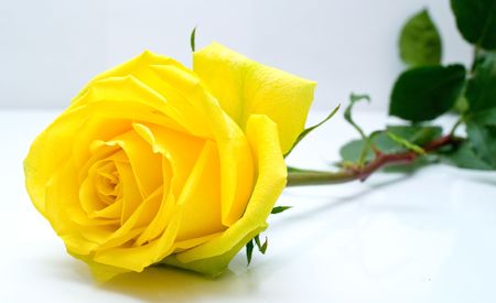 Yellow rose with green leaves on grey background. Shallow DOF
の写真素材