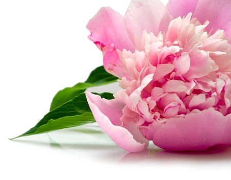 pink peony flower on white background. isolatedの写真素材
