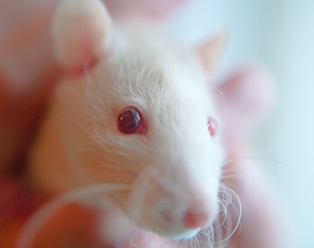 The portrait of light rat in female hand. Shallow DOFの写真素材