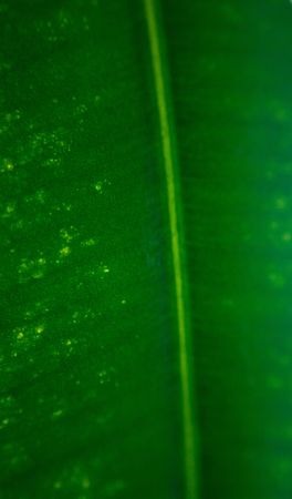 The green leaves. Natural background.  Shallow DOFの写真素材