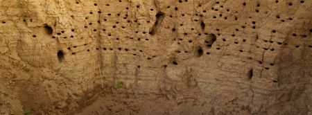 The bird's nests in a sandy ravine. Natural backgroundの写真素材