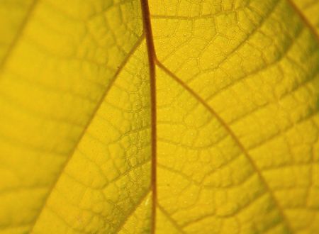 The yellow leaves. Natural background. Shallow DOF