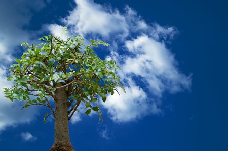 blue sky with clouds in the evening during a decline and treeの写真素材
