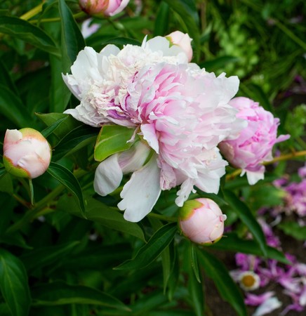 Pink peony flowers on green background. Shallow DOFの写真素材