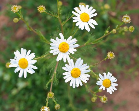 Flowers of a wild chamomile close up. Shallow DOF. の写真素材