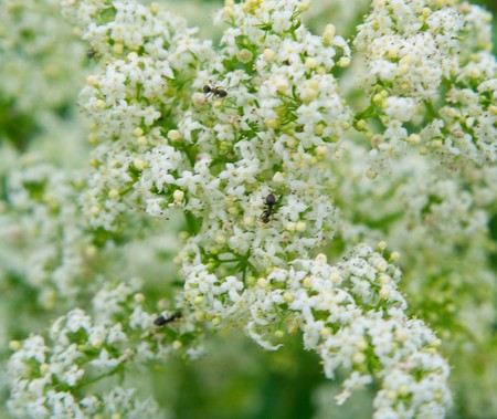 Beautiful white flowers. A background. Shallow DOF. の写真素材