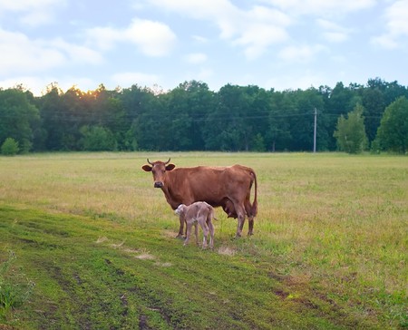 Calf and cow feeding on green grass against summer landscapeの写真素材