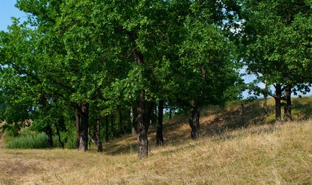 Summer landscape with the trees of oaks growing on a hill の写真素材