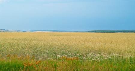 Rye field on a background of the blue sky. Shallow DOFの写真素材