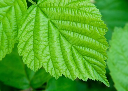 The Juicy leaves of a young raspberry. Shallow DOF