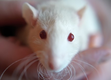 The portrait of the light rat. Shallow DOF の写真素材