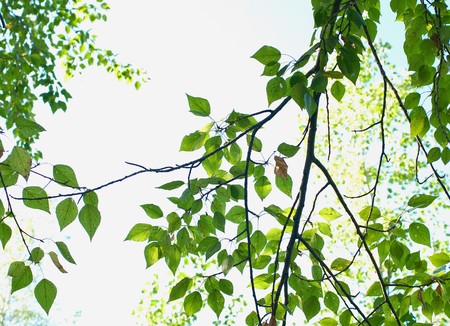 Trees against light sky. Natural background. Shallow DOFの写真素材