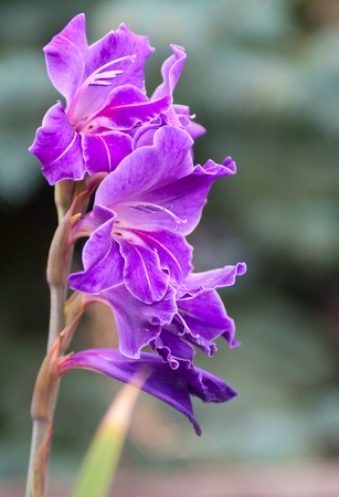 Beautiful lilac flower of gladiolus. A background. Shallow DOF の写真素材