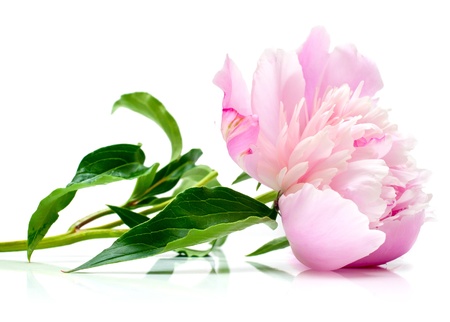 The pink peony on white background. Shallow DOF. Isolationの写真素材