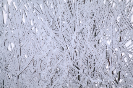 The branches covered with hoarfrost. Background. Shallow DOF.の写真素材