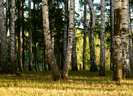 Grove of birch trees at summer evening.の写真素材