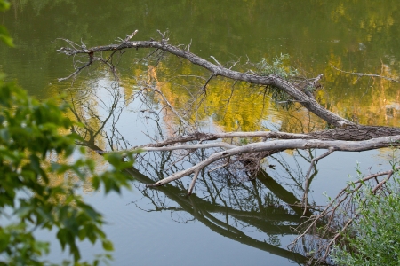 The landscape with forest lake. Shallow DOFの写真素材