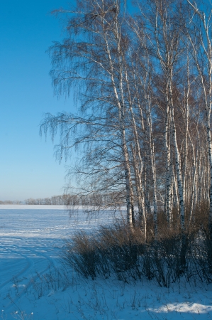 The winter landscape with frozen birches. Shallow DOFの写真素材