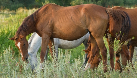 The horses on green meadow at summer evening. Shallow DOFの写真素材