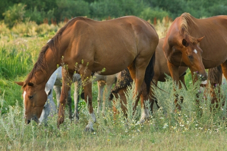 The horses on green meadow at summer evening. Shallow DOFの写真素材