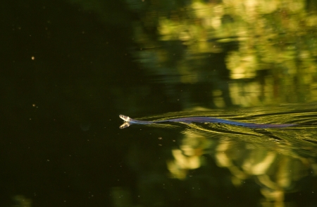 Natrix natrix snake in water of lake. Shallow DOFの写真素材