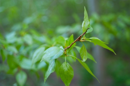 The branch with green leaves on abstract background. Shallow DOFの写真素材