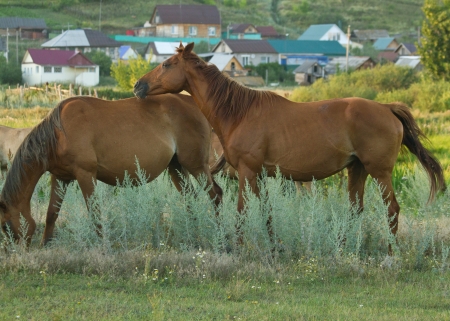 The horses on green meadow at summer evening. Shallow DOF の写真素材