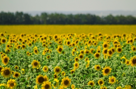 The field of sunflowers at Ukraine. Summer  landscape. Shallow DOFの写真素材
