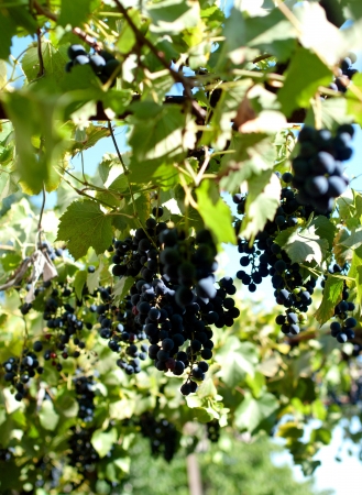 purple red grapes with green leaves on the vine. fresh fruits の写真素材