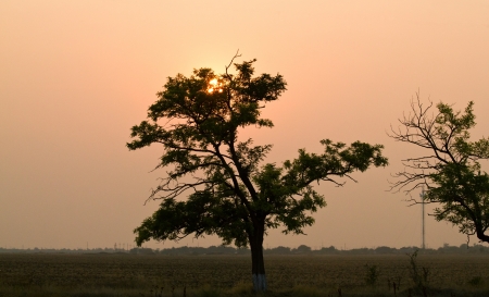 The beautiful sunset with silhuette of trees. Shallow DOFの写真素材