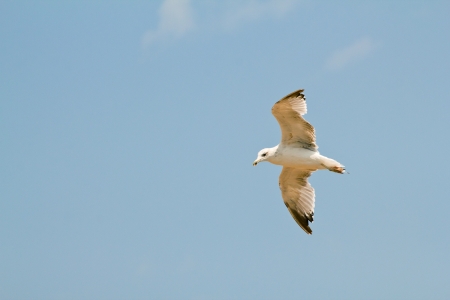 The seagull in flying action with full wings spanned against blue sky.の写真素材