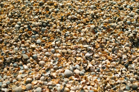 Sea shells on sand as background. Shallow DOFの写真素材