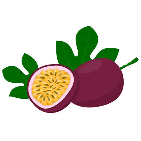 Whole passion fruit with halved passion fruit. cartoon style. vector illustration isolated on white backgroundのイラスト素材