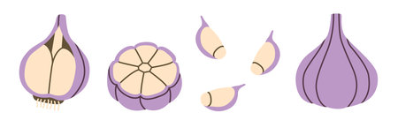Flat-style illustration of garlic in different perspectives, including whole bulbs, cross-sections, and individual cloves. Perfect for culinary designs, recipe layouts, and healthy food concepts.のイラスト素材