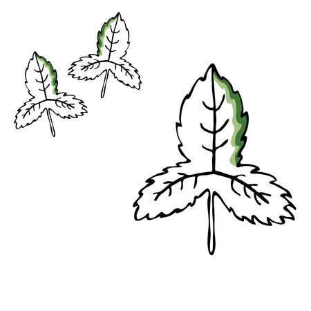Leaf vector drawing set. Isolated tree leaves. Herbal engraved style illustration. Hand drawn leaf, organic product sketch.のイラスト素材
