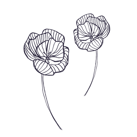 Black and white ink hand drawn wild vector flowersのイラスト素材