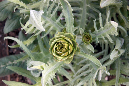 Artichoke plantの写真素材