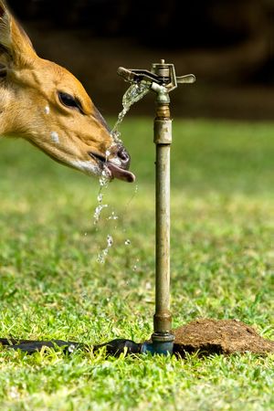 A thirsty animal taking a drink from a sprinkler headの写真素材