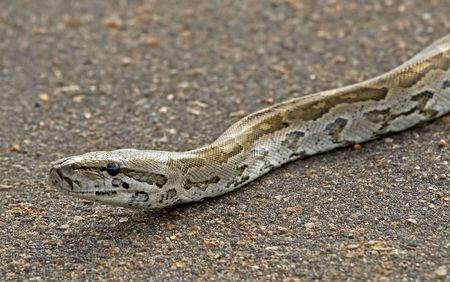 Close-up photo of a python on a public roadの写真素材
