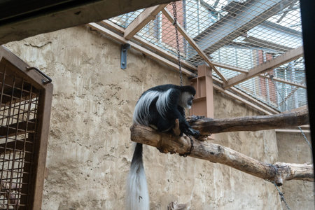 Colobus Monkey Observes Habitat from Elevated Tree Branch