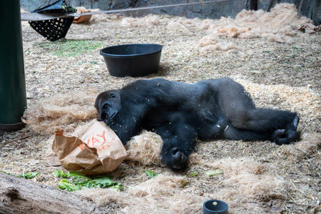 Relaxing Gorilla: A Peaceful Moment in Captivity and Nature Exploration, Serene Wildlife Scene
