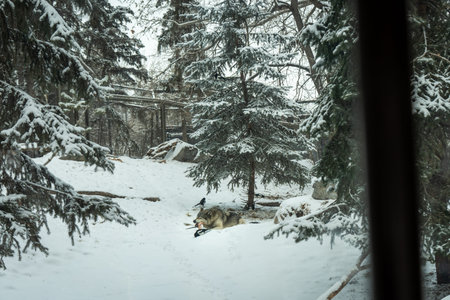 Wolf Rests in Snowy Habitat, Surrounded by Evergreen Trees: Winter Wildlife Photography