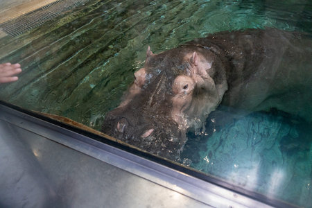 Submerged Hippo Observation: Serene Giant in Aquarium Exhibit, Tranquil Aquatic Encounter, Large...