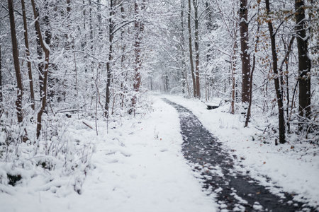 Snow forest alley. Winter forestの写真素材