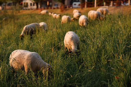 sheep and young lambs graze in a field at sunset in a golden sunlightの写真素材