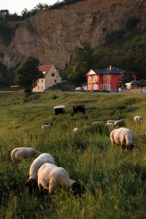 sheep and young lambs graze in a field at sunset in a golden sunlightの写真素材