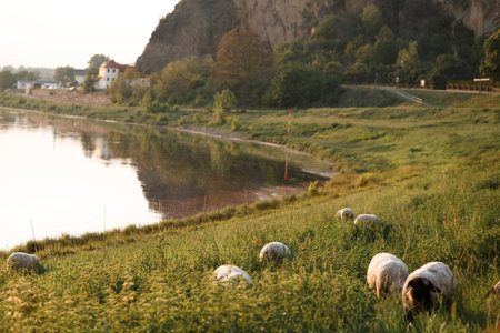 sheep and young lambs graze in a field at sunset in a golden sunlightの写真素材